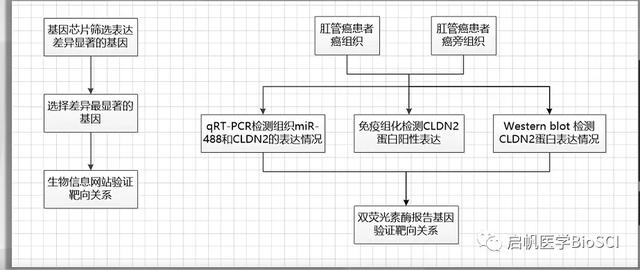 生物醫(yī)學實驗方案設計大全，讓你課題脫穎而出（生物實驗設計專題）