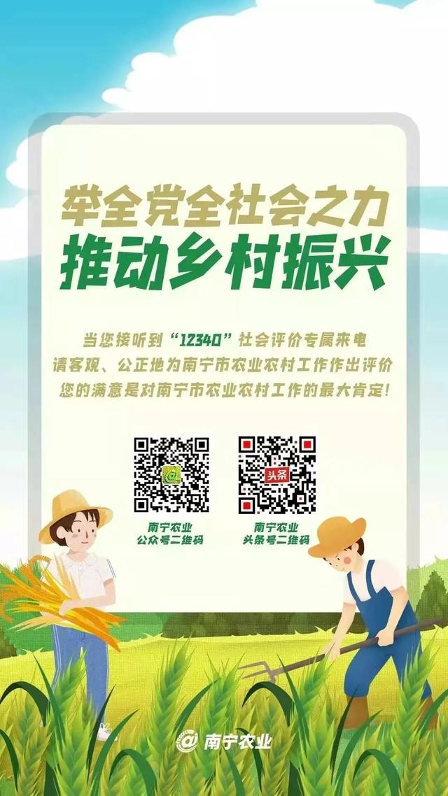 緊急重要丨南寧市2022年市本級財政投資鄉(xiāng)村振興農(nóng)業(yè)全產(chǎn)業(yè)鏈提升項(xiàng)目申報開始！